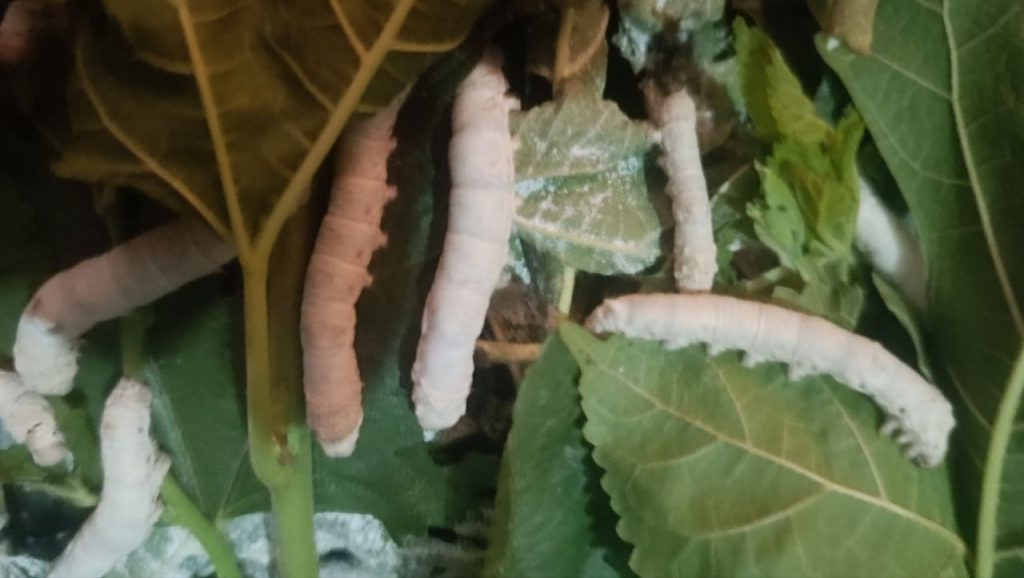 photo 2026 06 25 11 21 06